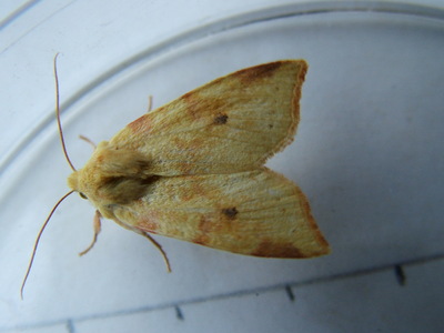 Sallow